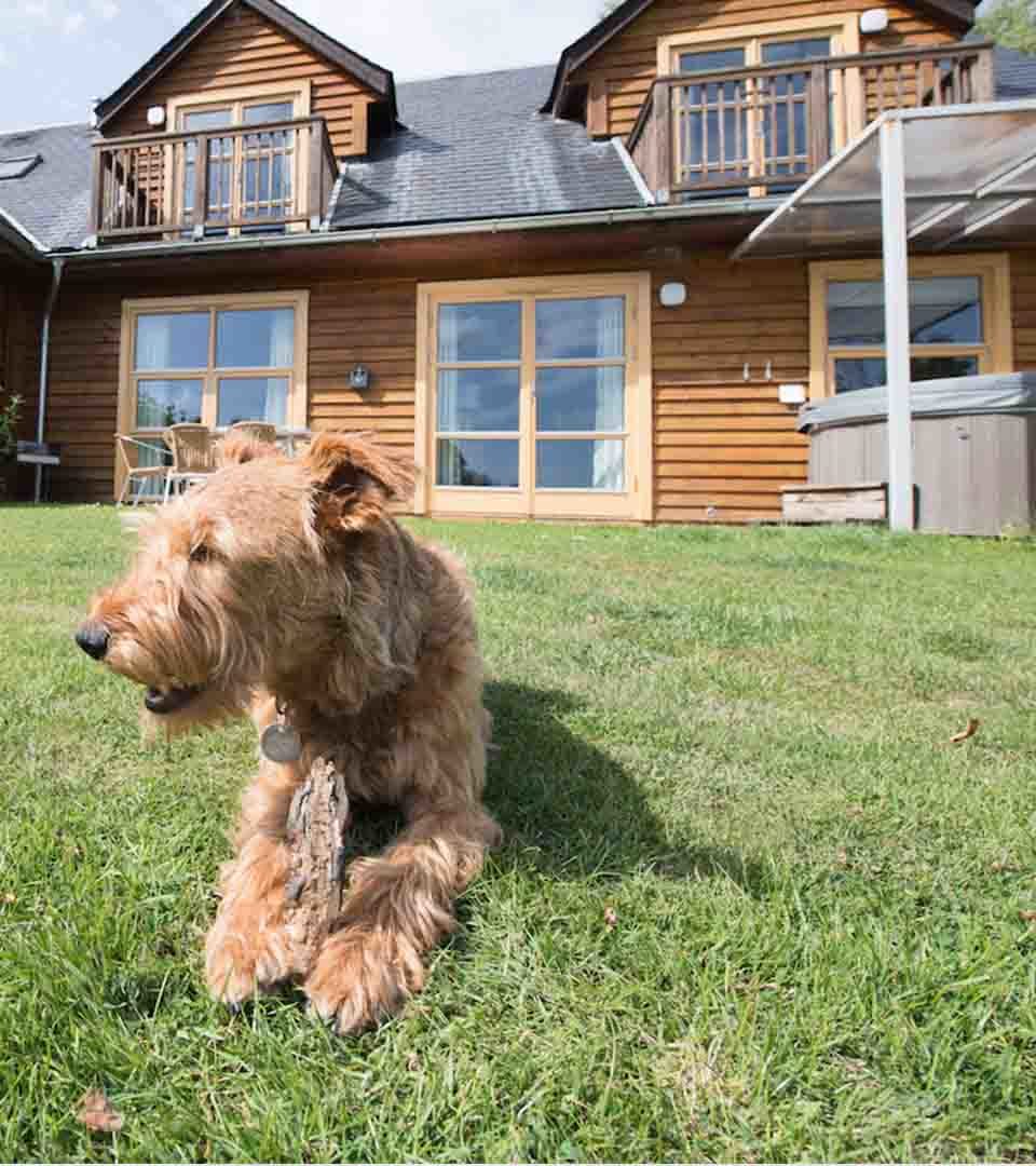 Loch Lomond Waterfront's dog Flynn lying on the grass in front of a lodge