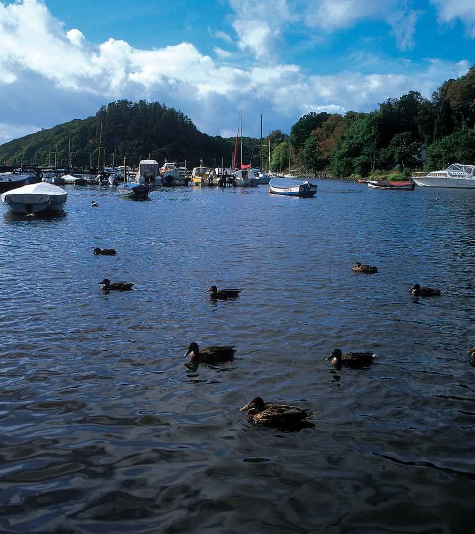 Boats and ducks on the water at Balmaha Loch Lomond