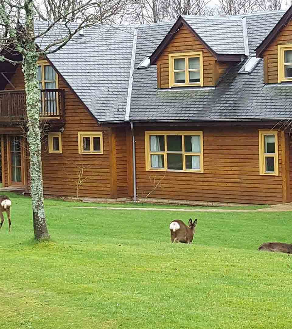 Deer outside a lodge at Loch Lomond Waterfront