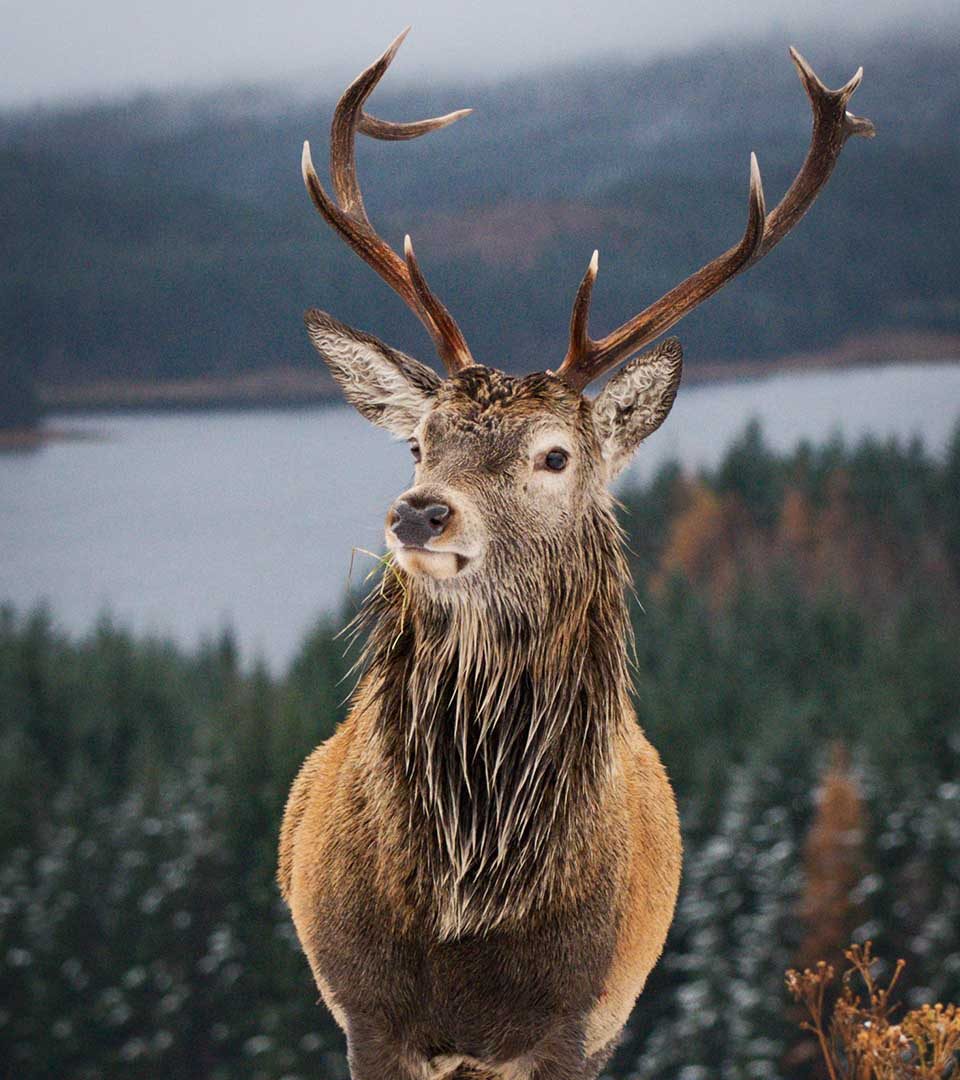 Red Deer stag