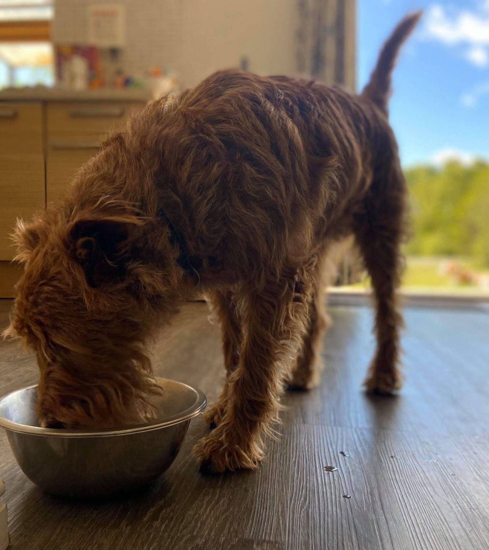 Dog having a drink of water in the kitchen of a luxury lodge