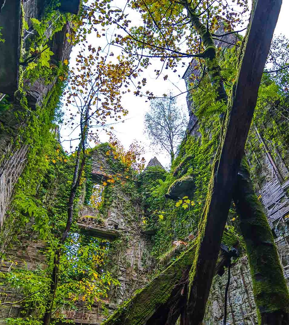 the interior of Buchana Castle is overgrown