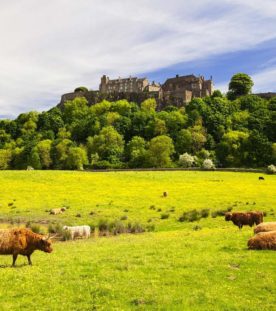 Highland cows grazing beneath Stirling Castle