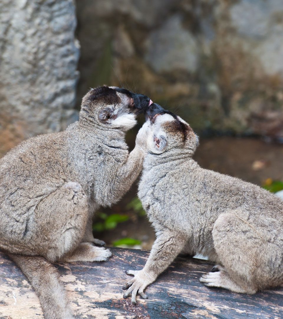 Two brown lemurs at Blair Drummond Safari Park