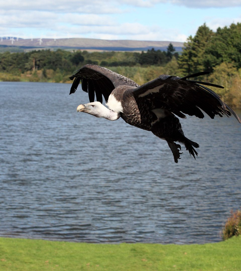 Vulture in flight at Blair Drummond Safari Park