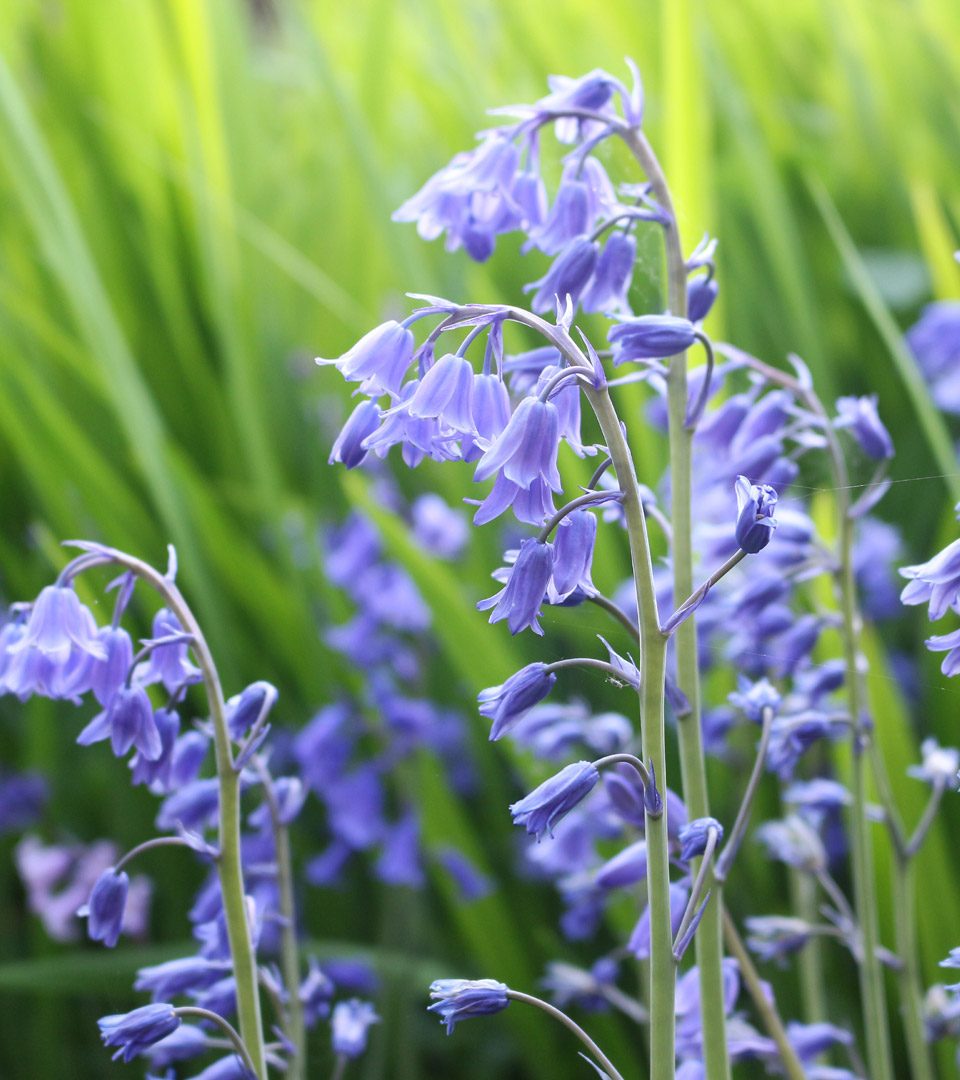 Bluebells on a woodland walk