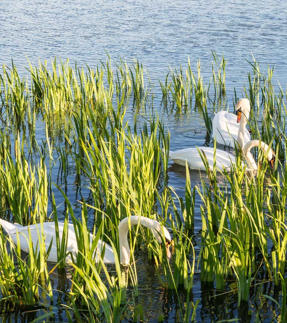 Two swans on the water at Helix Park in Scotland