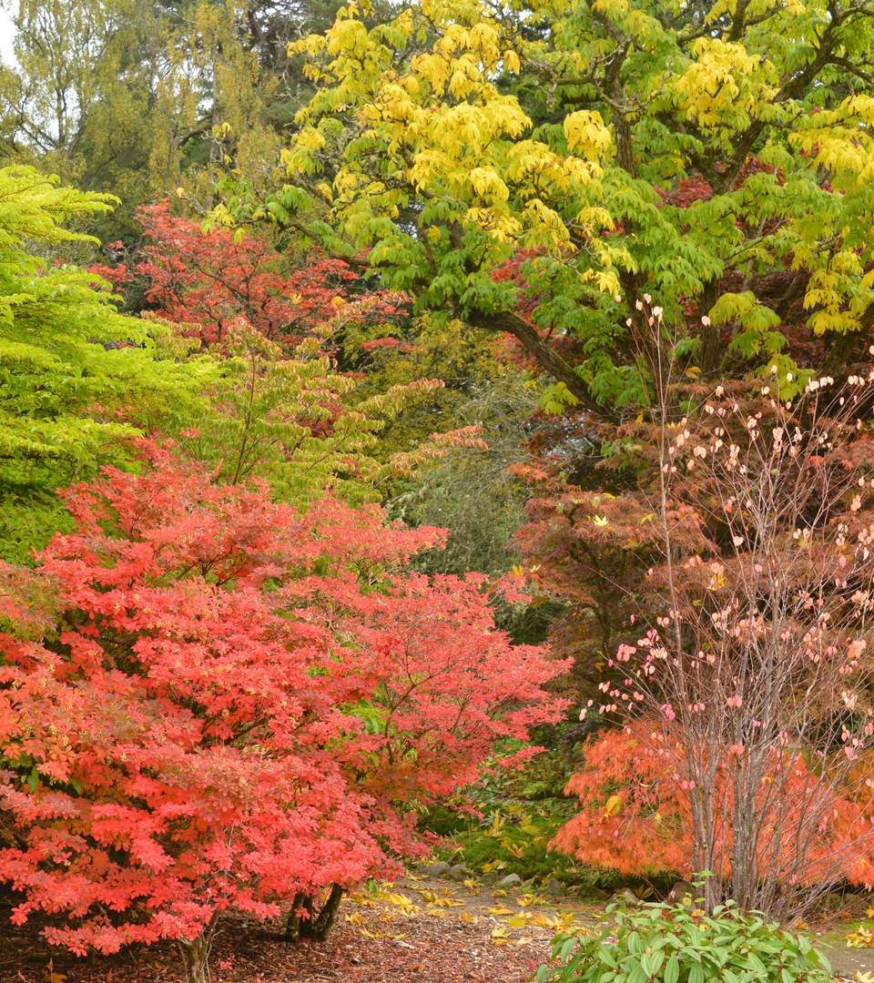 Balloch Castle Country Park garden.