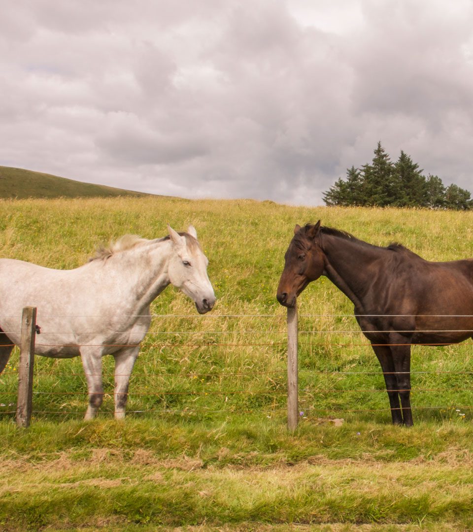 Horses in the hills near Kippen and Fintry