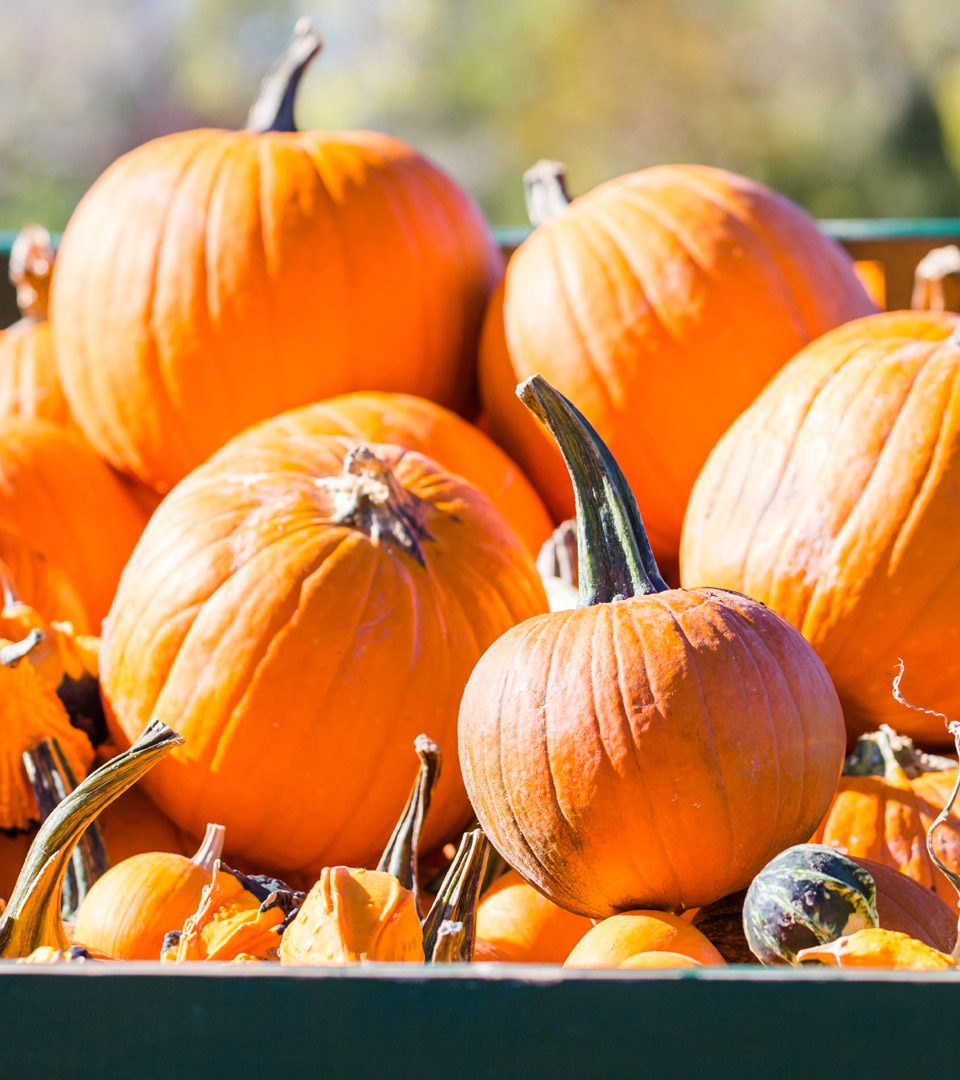 Pumpkins for sale at a farm