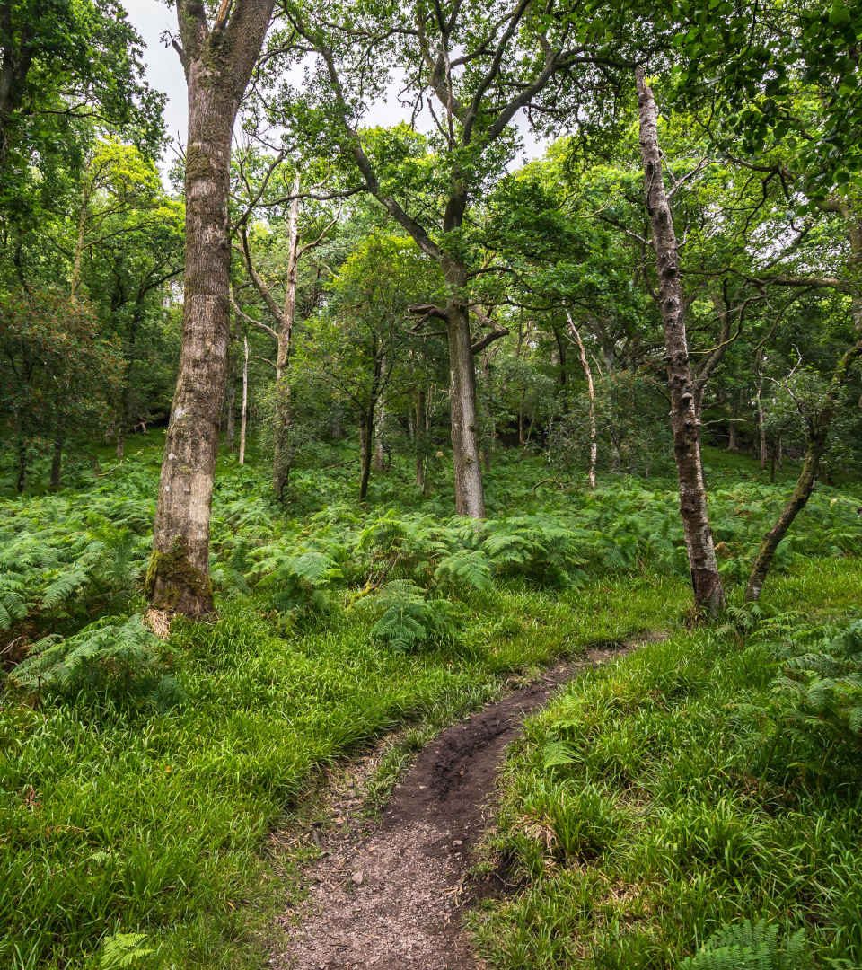 Wooded area on Inchcailloch Island