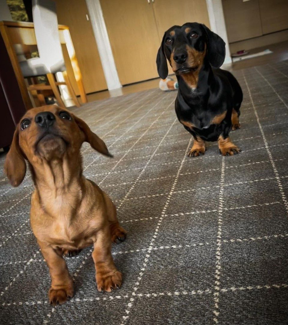 Two sausage dogs on a dog friendly luxury holiday at Loch Lomond Waterfront lodges