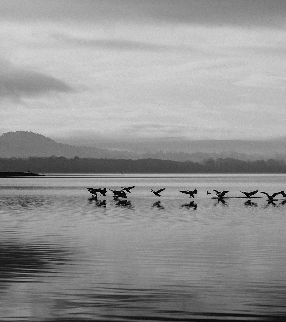 Birds taking flight from Loch Lomond at Loch Lomond Waterfront luxury lodges in Balmaha