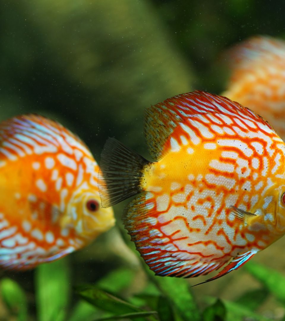 Orange and Red fish in an aquarium tank swimming together.