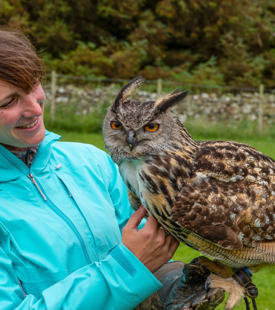 Cheerful lady with a beautiful Eurasian eagle owl perched on her arm. Female traveller is having an authentic experience while on an exciting tourist visit to a Scottish falconry center.