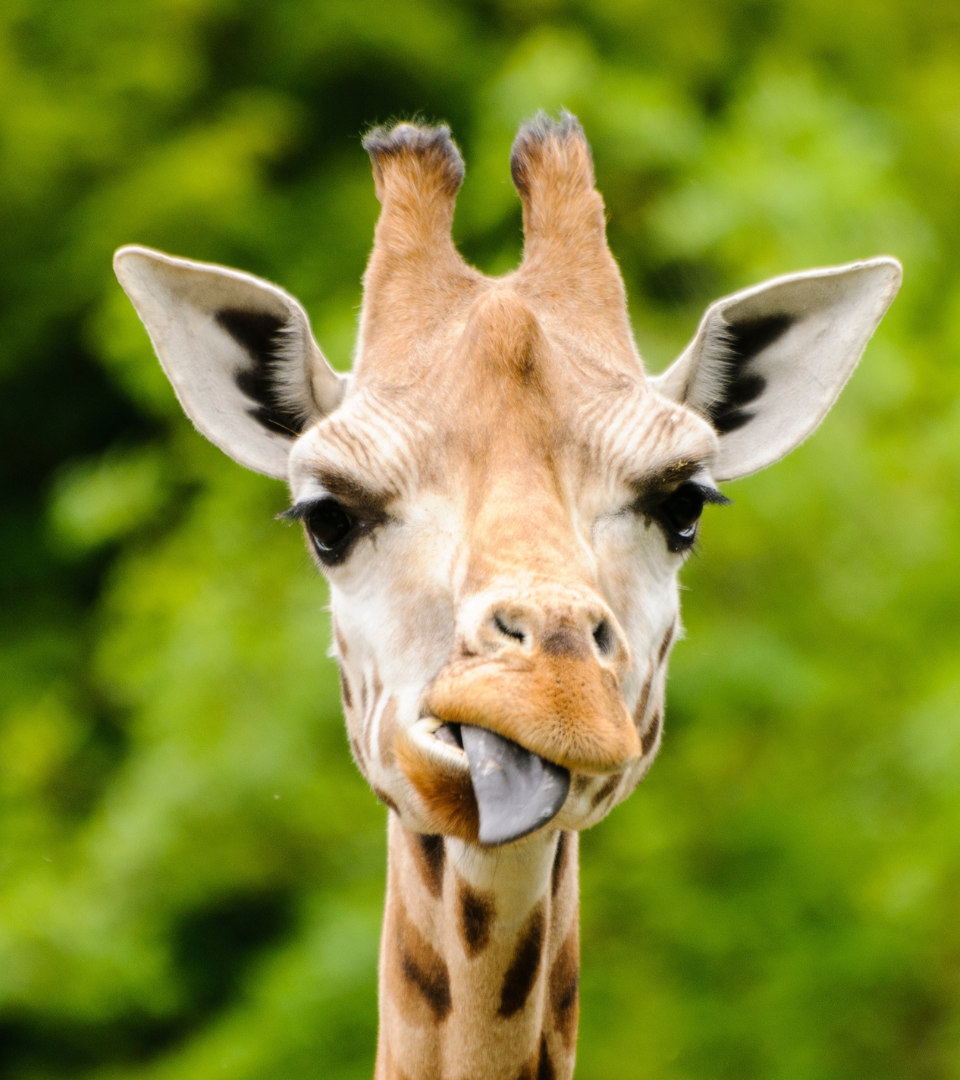 close up of Giraffe art Blair Drummond Safari Park