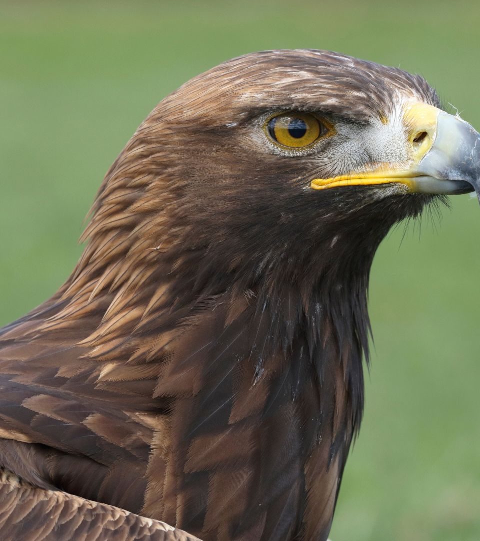 Portrait of a Golden Eagle against a green background.