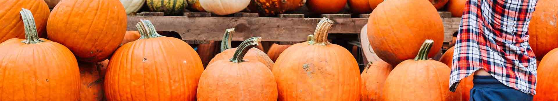 A child picking orange pumpkins.