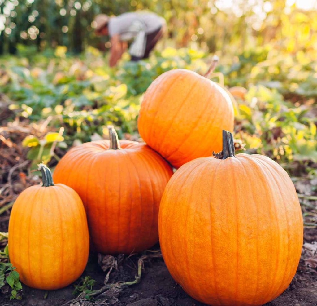 Orange pumpkins in the foreground, a person picking some in the back.