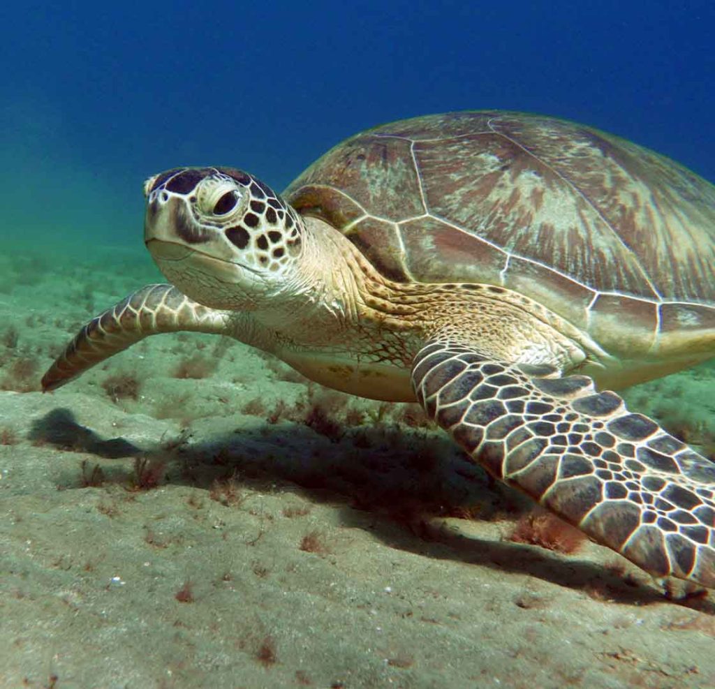 A sea turtle underwater swimming.