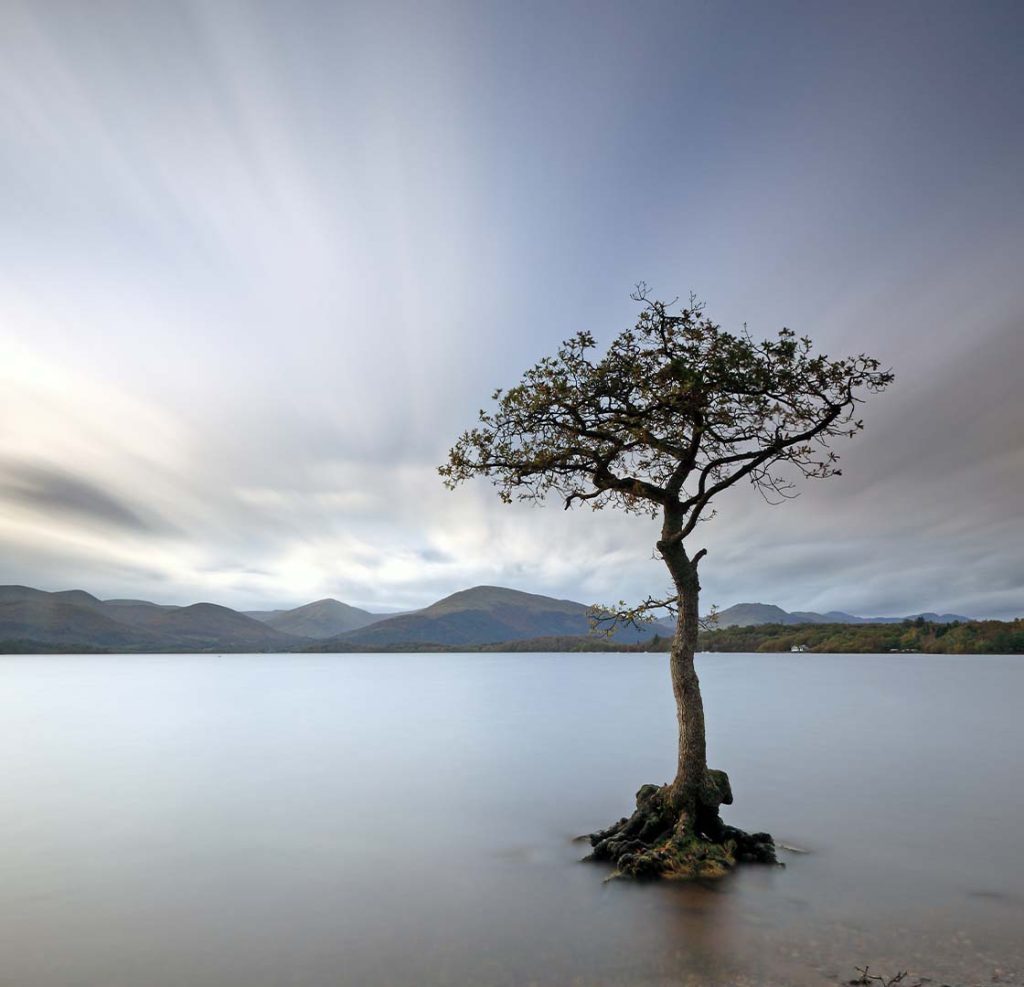 The lone tree of Milarrochy Bay