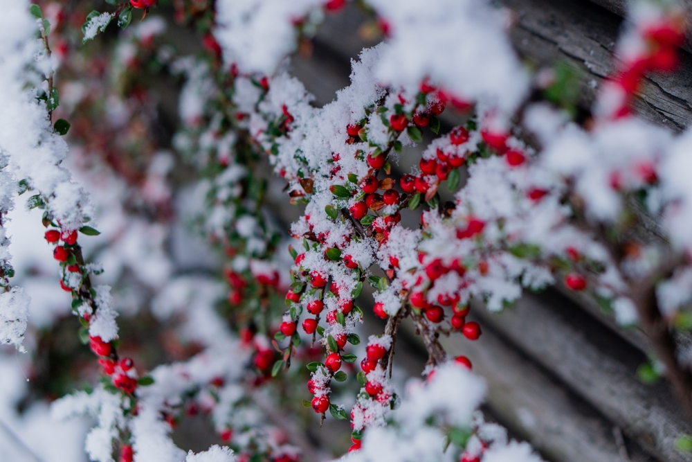 Rowan tree. Rowan branches in the snow.
